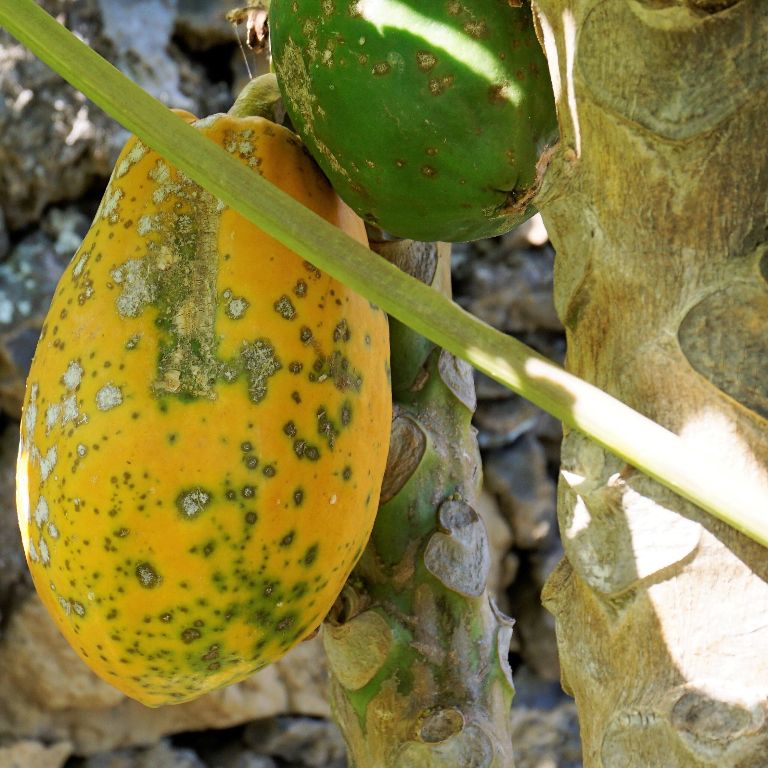 Antracnosis, una de las principales enfermedades que afectan a papaya.